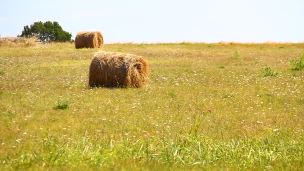 Bales Green Dried Pasture Mediterranean Land Dried Brown Bale Old — Stock videók