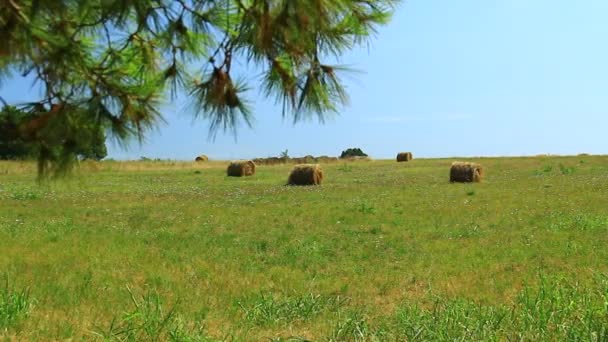 Bales Green Dried Pasture Mediterranean Land Dried Brown Bale Old — Video Stock