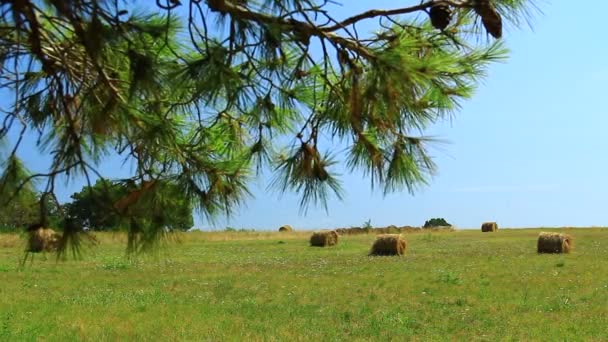 Bales Green Dried Pasture Mediterranean Land Dried Brown Bale Old — Stockvideo