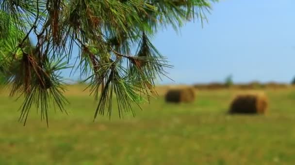 Balíky Zelené Ale Sušené Pastvině Středomoří Sušený Hnědý Balík Starým — Stock video