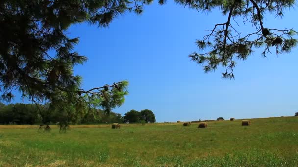 Balíky Zelené Ale Sušené Pastvině Středomoří Sušený Hnědý Balík Starým — Stock video