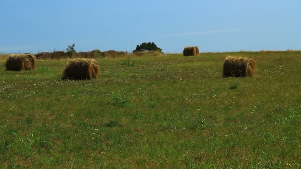 绿树成荫 干枯的牧场 地中海土地 褐色的包和旧干草 炎热的夏天天气 炎炎夏日 — 图库视频影像