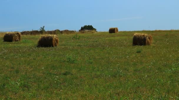 Bales Green Dried Pasture Mediterranean Land Dried Brown Bale Old — Vídeo de stock