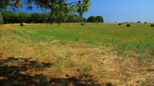 Balen Groene Maar Gedroogde Weide Mediterraans Land Gedroogde Bruine Baal — Stockvideo