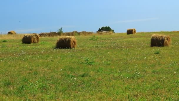 Balíky Zelené Ale Sušené Pastvině Středomoří Sušený Hnědý Balík Starým — Stock video