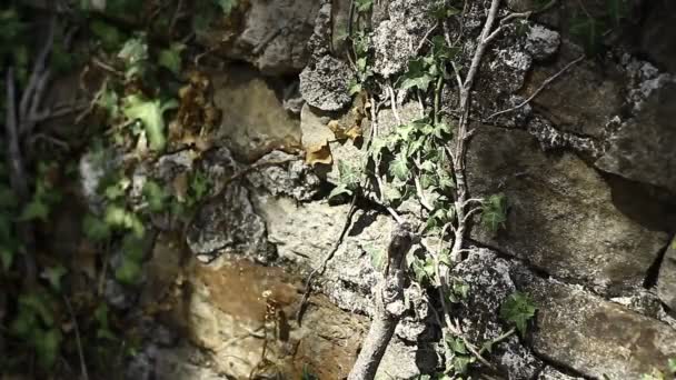 Old Dilempari Batu Dinding Dengan Ivy Tumbuh Lambat Gaya Grunge — Stok Video