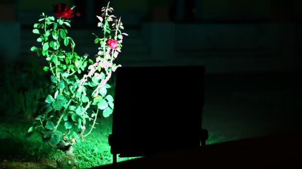 Megvilágított Vörös Rózsák Éjszaka — Stock videók