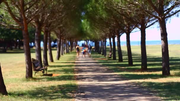Pine Alley Park Leading Sea Coast Summer Sunny Day — Video