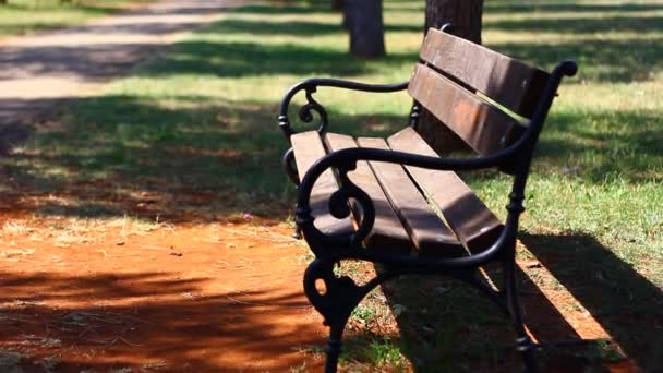 Pine Alley Park Leading Sea Coast Summer Sunny Day — Vídeo de Stock