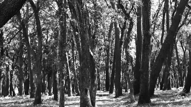 Udsigt Træer Skoven – Stock-video