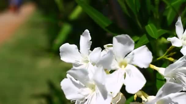 White Petals Nerium Oleander Waving Light Wind Sunny Day Mediterranean — Stockvideo