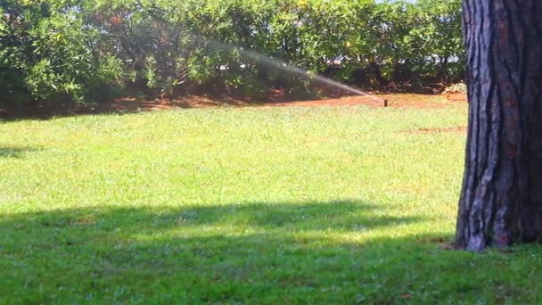 Water Sprinkler Park Watering Green Somewhere Dried Grass — Stock Video