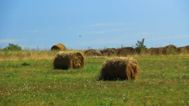 Hay Bale Summer Hot Field — Stock Video