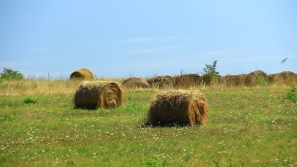 Hay Bale Summer Hot Field — Stock Video