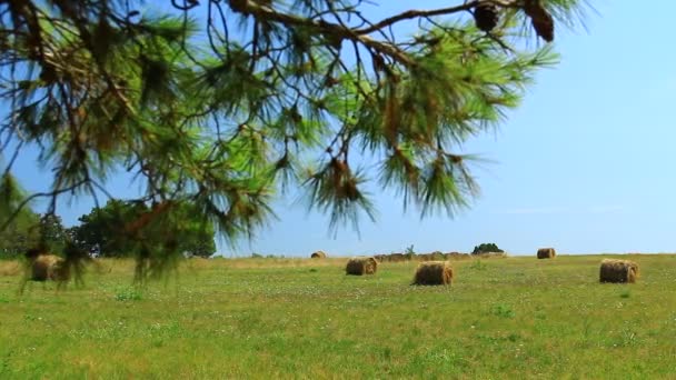 Hay Bale Summer Hot Field — Stock Video