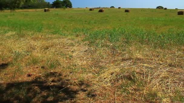 Balle Foin Dans Champ Chaud Été — Video