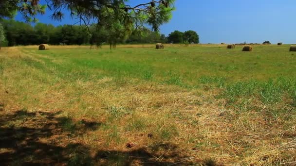 Hay Bale Summer Hot Field — Stock Video