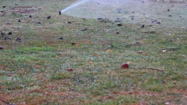 Water Sprinkler Park Watering Green Somewhere Dried Grass — Vídeo de stock