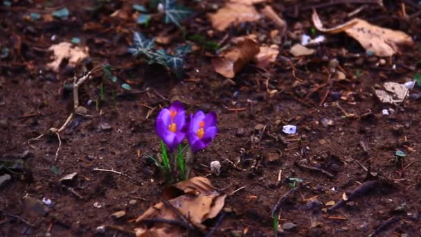 Korai Tavaszi Virágok Nedves Sötét Talajon — Stock videók
