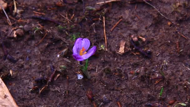 Early Spring Flowers Wet Dark Ground — Stock video