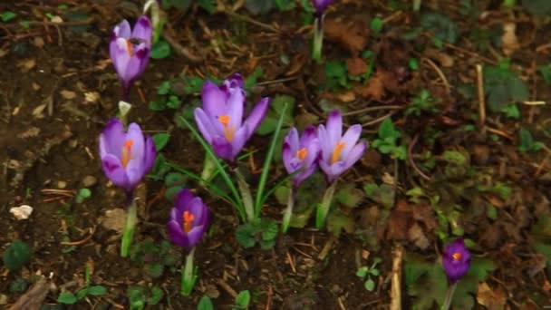 Early Spring Flowers Wet Dark Ground — Stock video