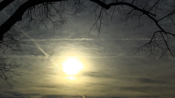 周りの木の枝と空に恐ろしい太陽の時間の経過 森の中だ 怖いよ — ストック動画