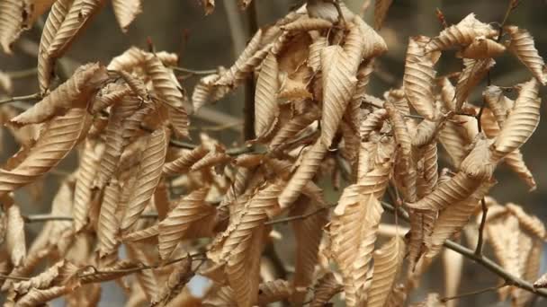 Primer Plano Hojas Marrones Bosque Otoñal — Vídeo de stock