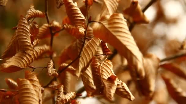 秋天森林里褐色叶子的密闭 — 图库视频影像