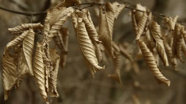 秋天森林里褐色叶子的密闭 — 图库视频影像