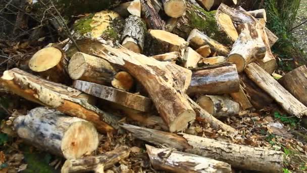 Ξυλεία Έτοιμη Για Μεταφορά Στο Δάσος Διαφορετικά Είδη Ξύλου Βασικά — Αρχείο Βίντεο
