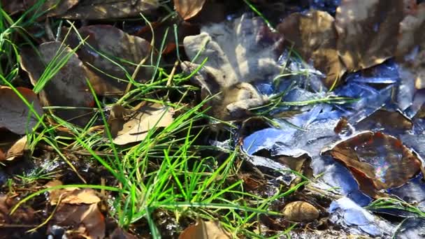 Frozen Grass Leaves Winter — Stock videók