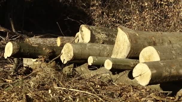 Dřevo Připravené Přepravě Lese Různé Druhy Dřeva Primární Přírodní Produkty — Stock video