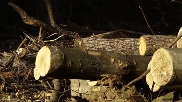 Drewno Przygotowane Transportu Lesie Różne Rodzaje Drewna Produkty Pierwotne Natury — Wideo stockowe