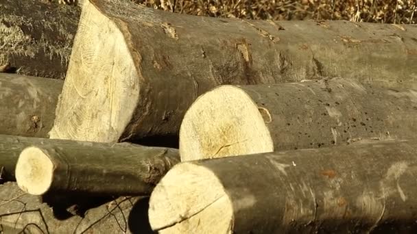 Holz Das Für Den Transport Wald Vorbereitet Wird Verschiedene Holzarten — Stockvideo