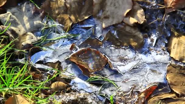 Herbe Feuilles Congelées Hiver — Video