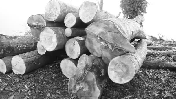 Timber Prepared Transport Woods Different Sorts Timber Primary Products Nature — Stockvideo