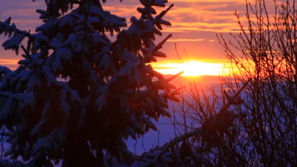 Majestic Sunset Cold Winter Park — Stock Video