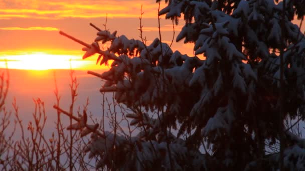 Величний Захід Сонця Холодному Зимовому Парку — стокове відео