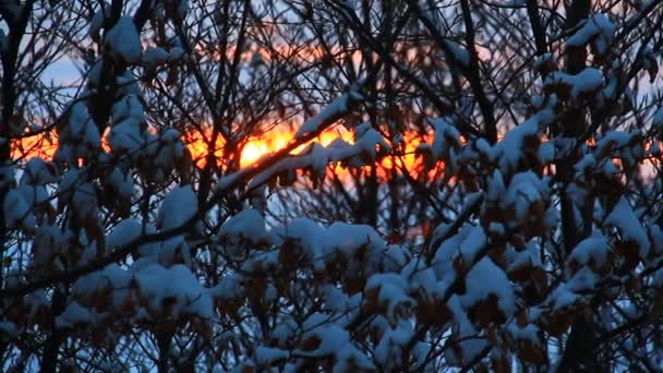Majestoso Pôr Sol Frio Parque Inverno — Vídeo de Stock