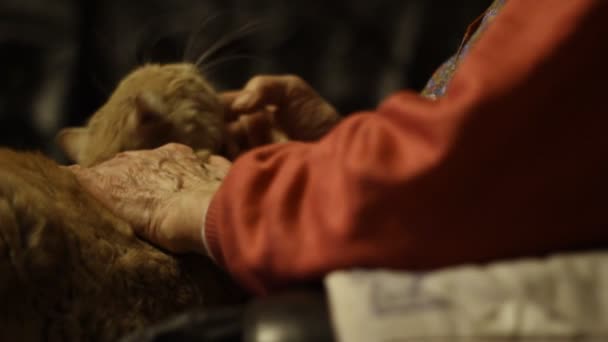 Beautiful Cat Lap Older Woman — Stock video