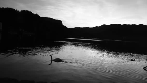 鸭天鹅在湖上游泳的艺术表演 — 图库视频影像