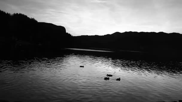 Présentation Artistique Canards Cygnes Nageant Sur Lac — Video