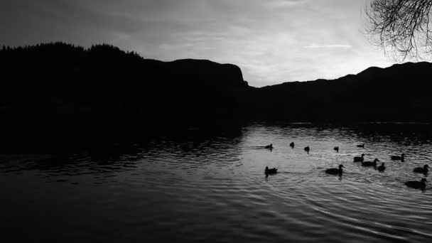 Simple Colored Nature Landscape Lake Birds Water Mostly Only Silhouettes — Vídeo de Stock