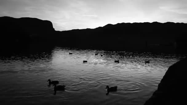Simple Colored Nature Landscape Lake Birds Water Mostly Only Silhouettes — Video Stock