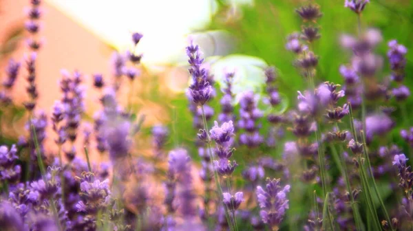 Květiny Růžové Levandule Zblízka Mělké Dof — Stock fotografie