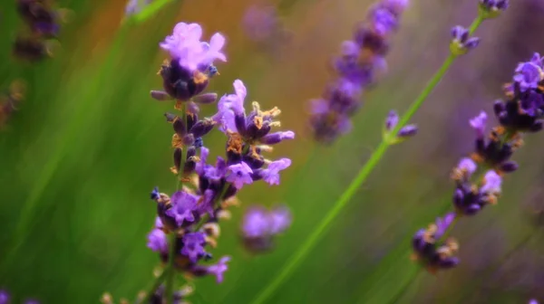 Flores Lavanda Rosa Perto Raso Dof — Fotografia de Stock