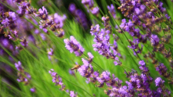 Květiny Růžové Levandule Zblízka Mělké Dof — Stock fotografie