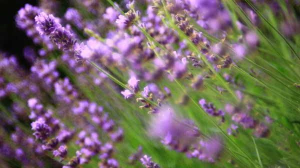 Hermosas Flores Lavanda Púrpura Jardín — Foto de Stock