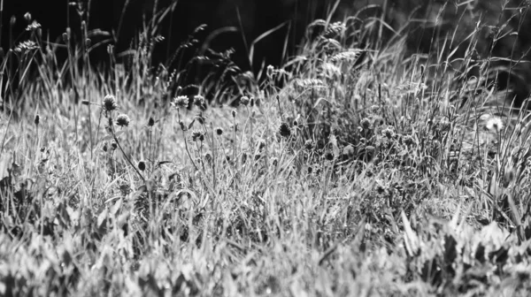 Beautiful Summer Background Lot Grass — Stock Photo, Image