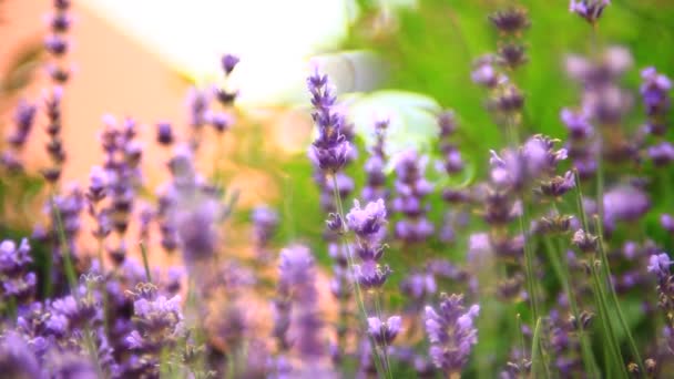 Rosafarbene Lavendelblüte Aus Nächster Nähe Und Bienen Die Pollen Sammeln — Stockvideo